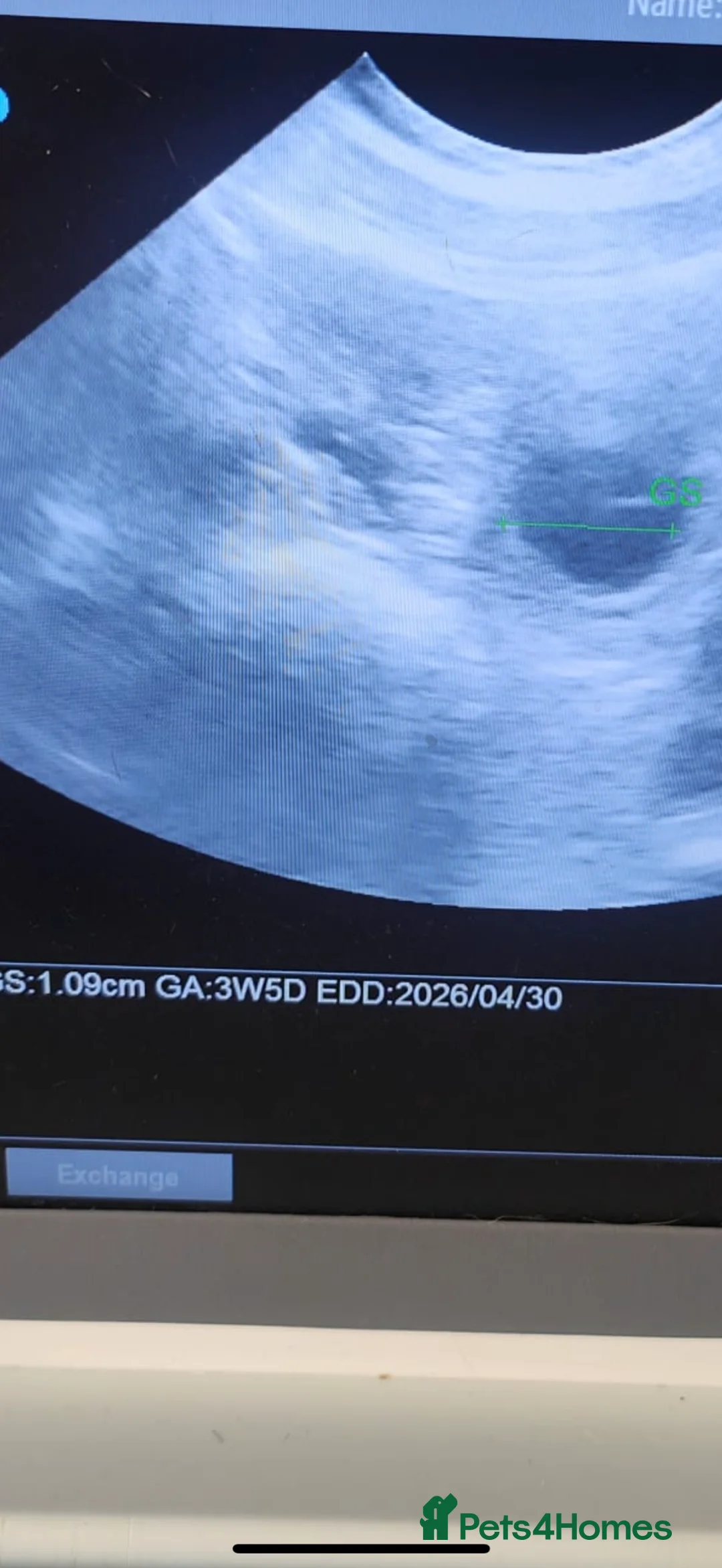 Rottweiler dogs for sale: Rottweiler puppys due April 🐾🤍 in Dingwall - Advert 2