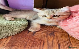 Scottish Fold cats for sale: Last boy available ❤️ looking for new 🏠 - Image 10