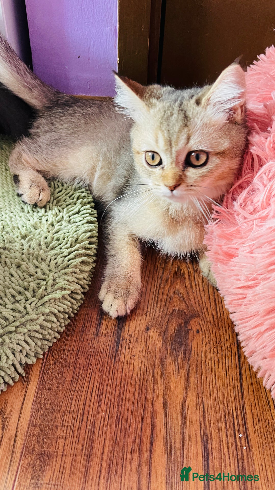 Scottish Fold cats for sale: Last boy available ❤️ looking for new 🏠 - Image 10