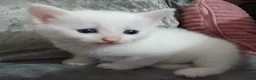 Mixed Breed cats for sale: 5 beautiful white kittens with lovely temperaments - Advert 11
