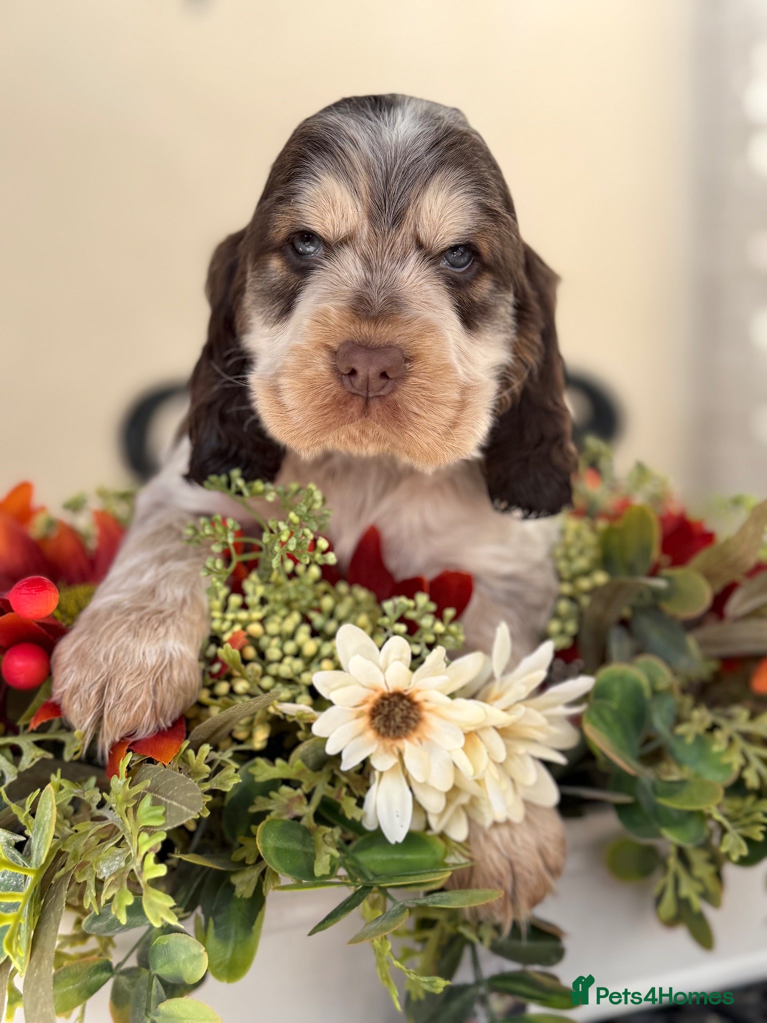 Cocker Spaniel dogs Show type cocker spaniels  - Advert 17