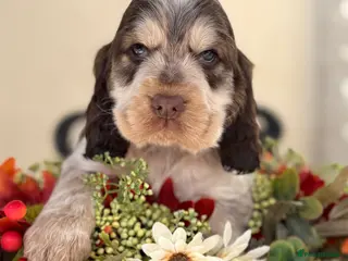 Cocker Spaniel dogs Show type cocker spaniels - Advert 17