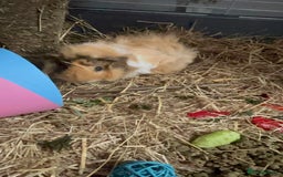 Guinea Pig rodents for sale: 2 Female Guinea Pigs - Image 8