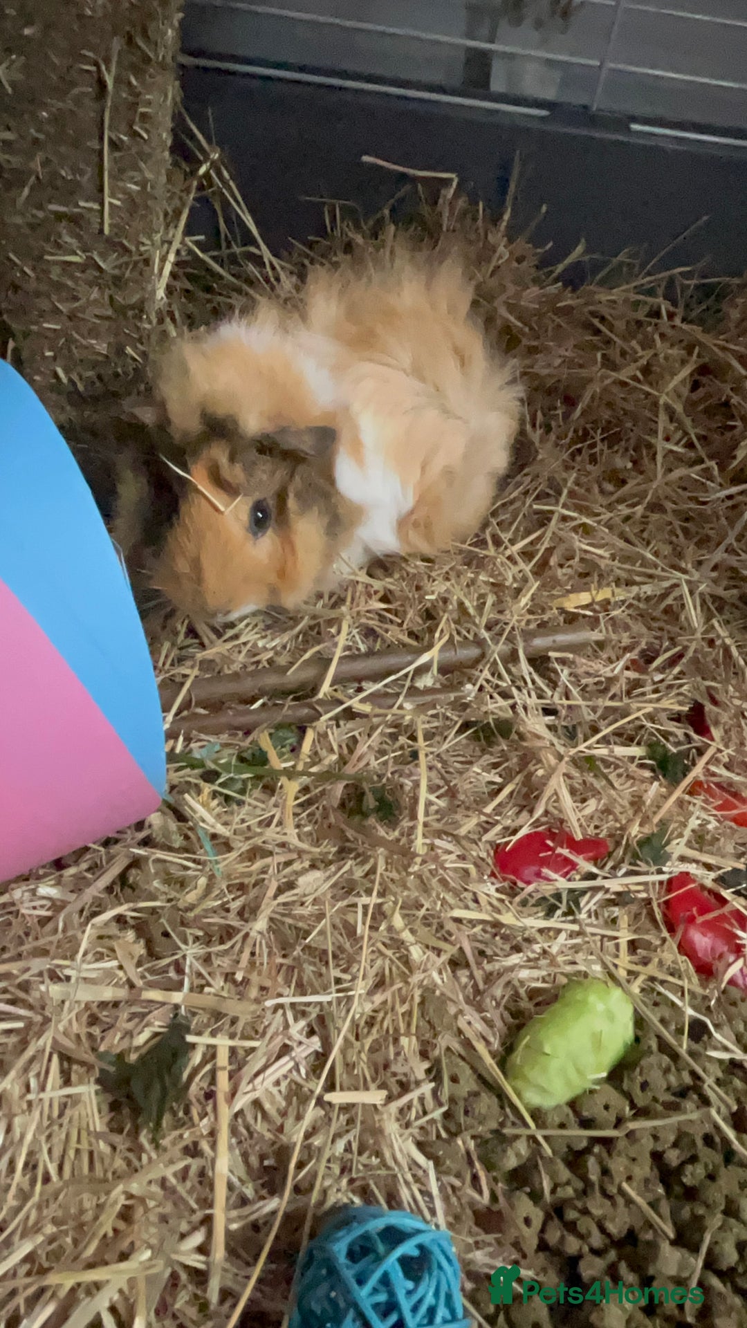 Guinea Pig rodents for sale: 2 Female Guinea Pigs - Image 8