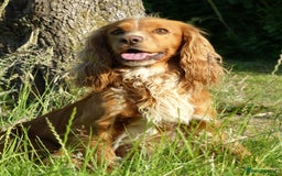 Cocker Spaniel dogs for stud: Pedigree working cocker spaniel standing at stud  in Tonbridge - Image 10