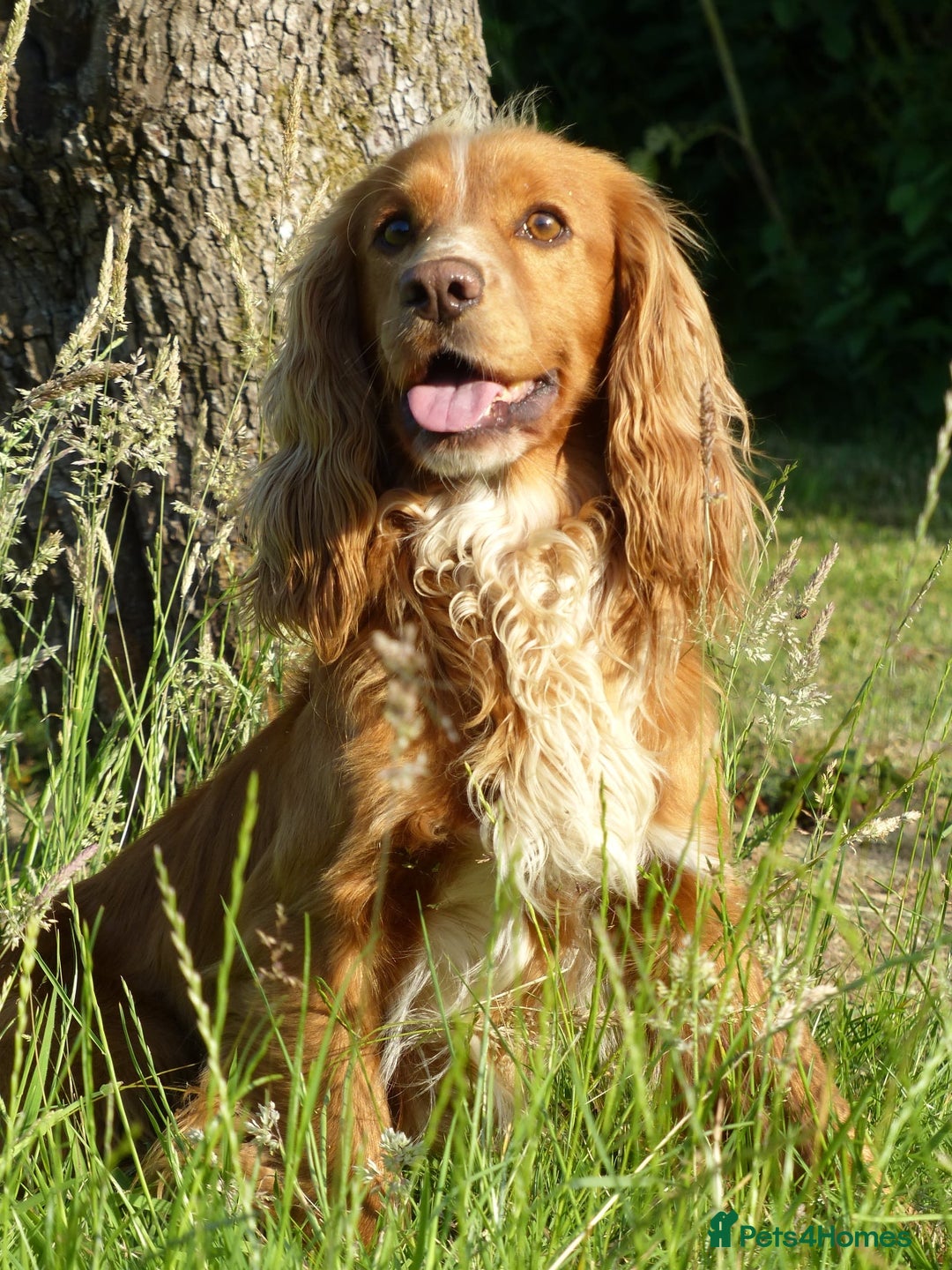 Cocker Spaniel dogs for stud: Pedigree working cocker spaniel standing at stud  in Tonbridge - Image 10