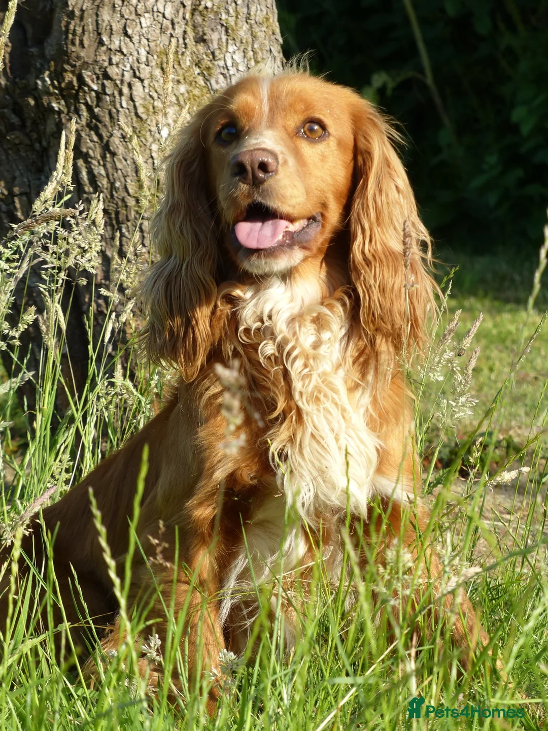 Cocker Spaniel dogs for stud: Pedigree working cocker spaniel standing at stud  in Tonbridge - Advert 10