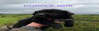 Purple Girl