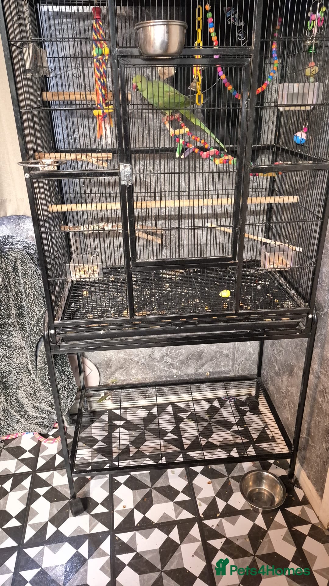 Ringnecks birds for sale: 9 month old ringneck and cage - Image 3