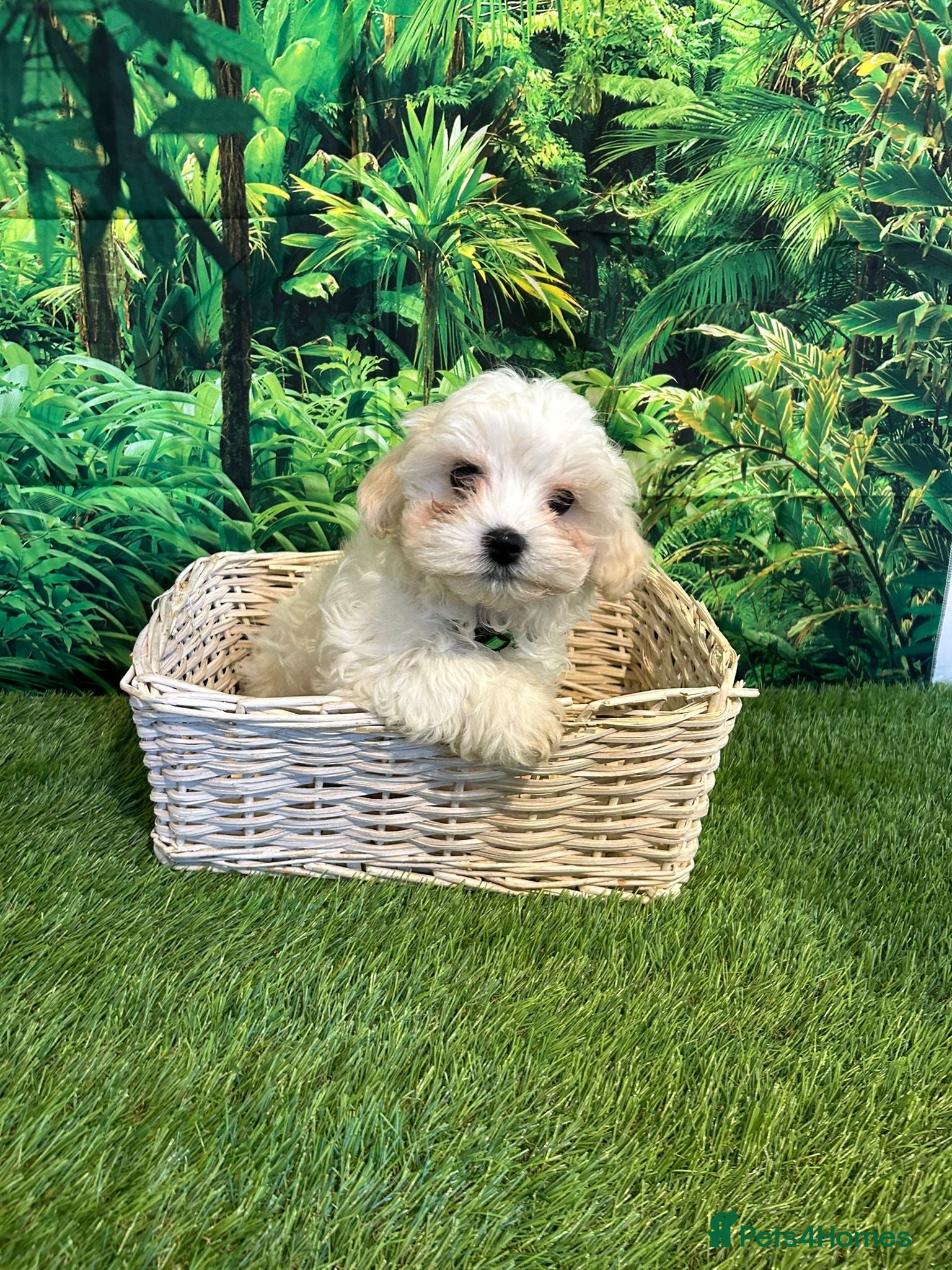 Maltese dogs Bichon Maltese looking for a new home - Advert 4