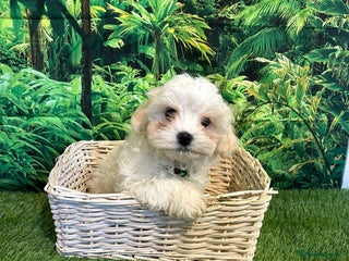 Maltese dogs Bichon Maltese looking for a new home - Advert 9