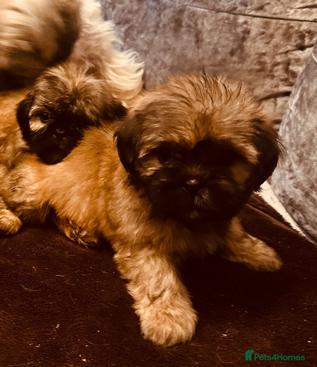 Shih Tzu dogs for sale: Shih Tzu puppies  - Image 6