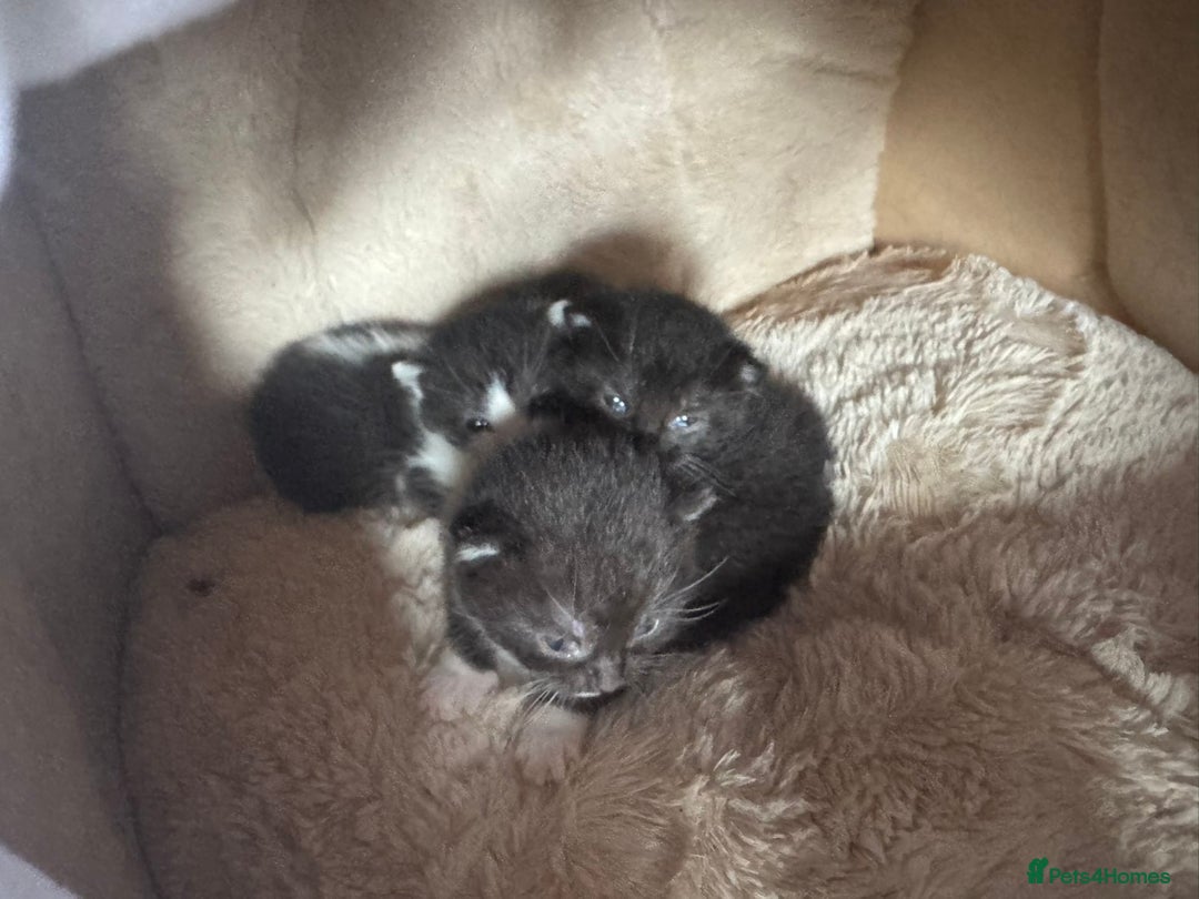 British Shorthair cats for sale: Cute little moggies  - Image 1