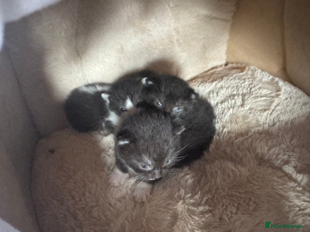 British Shorthair cats - Advert 20