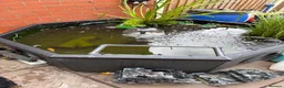 Pond Fish fish for sale: Full Pond Setup, Koi, Comets - Advert 2