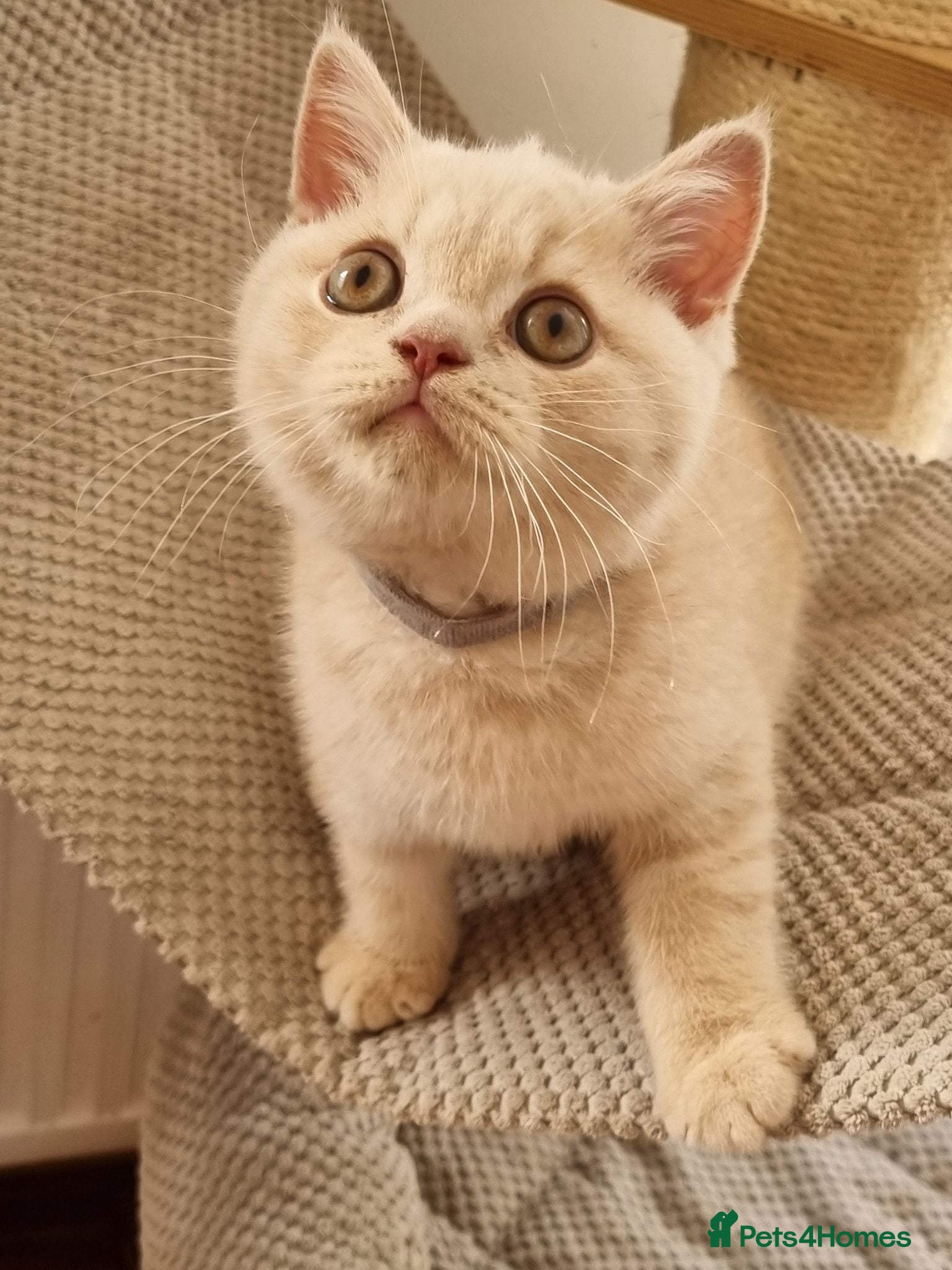 British Shorthair cats Cream British Shorthair boy  - Advert 18