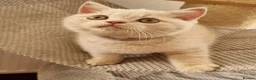 British Shorthair cats for sale: Cream British Shorthair boy  - Advert 1