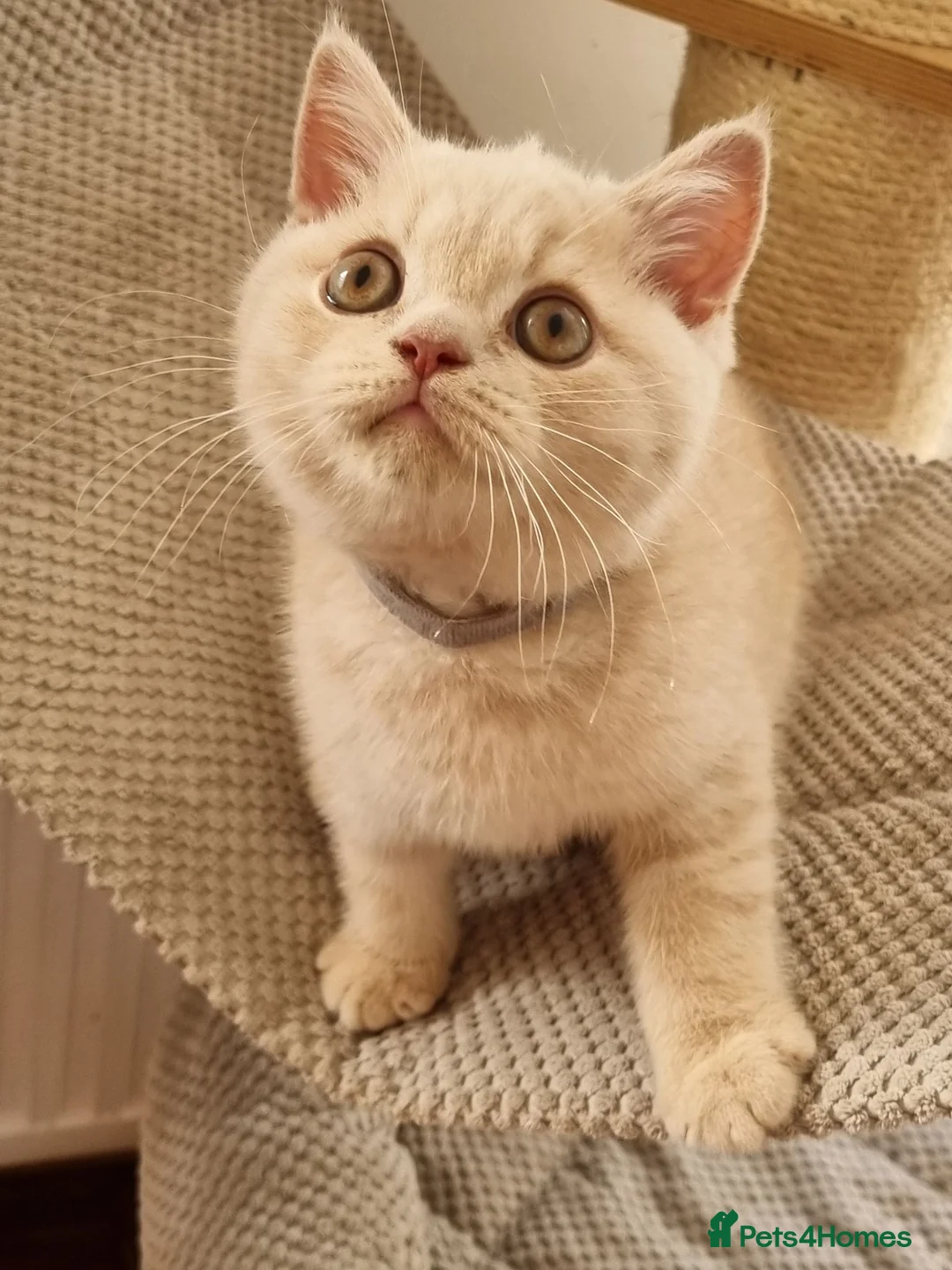British Shorthair cats for sale: Cream British Shorthair boy  - Advert 1