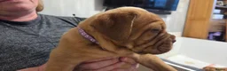 Dogue De Bordeaux dogs for sale: Dogue Du Bordeaux Puppies for Sale - Advert 5