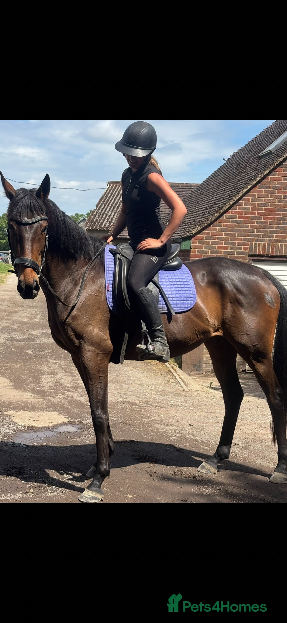 Irish Thoroughbred horses A jumping machine for exp teenage  - Advert 6
