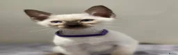 Siamese cats for sale: GCCF Registered Traditional Siamese Kittens.  - Advert 30