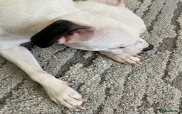 Staffordshire Bull Terrier dogs for sale: Beautiful nearly 2 year old staffy - Image 4