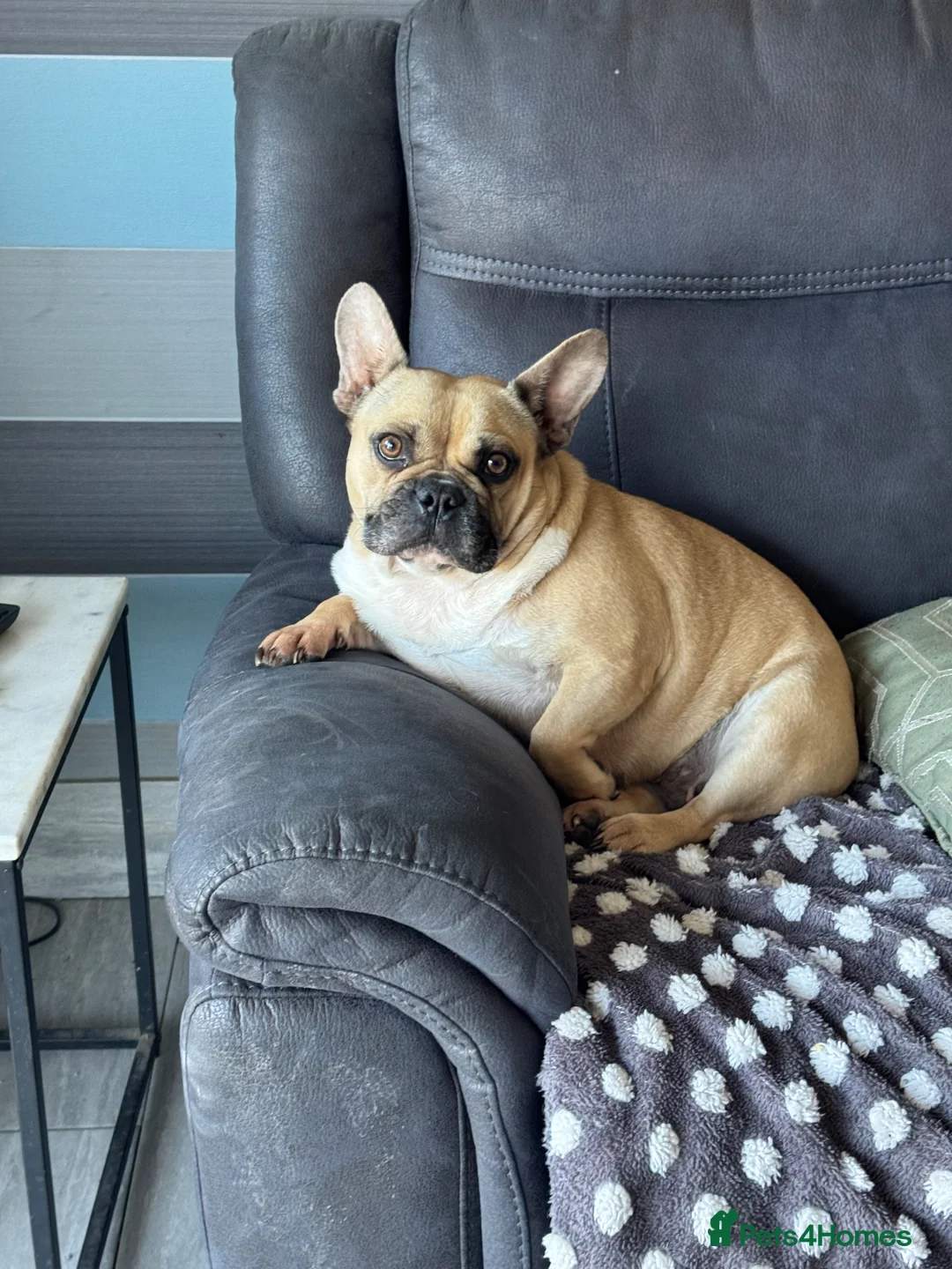 French Bulldog dogs for sale: Loving home wanted  - Advert 2