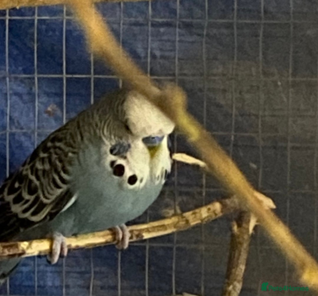 Budgerigars birds for sale: 3 pairs of Budgies  - Advert 9