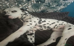 Dalmatian dogs for stud: Dalmatian for STUD  in Berwick-upon-Tweed - Image 2