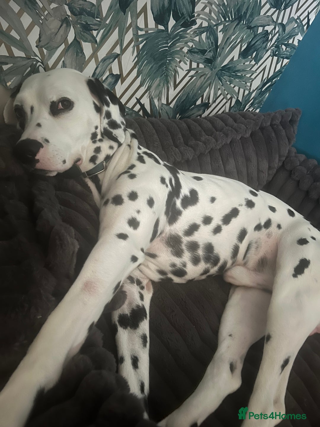 Dalmatian dogs for stud: Dalmatian for STUD  in Berwick-upon-Tweed - Image 2