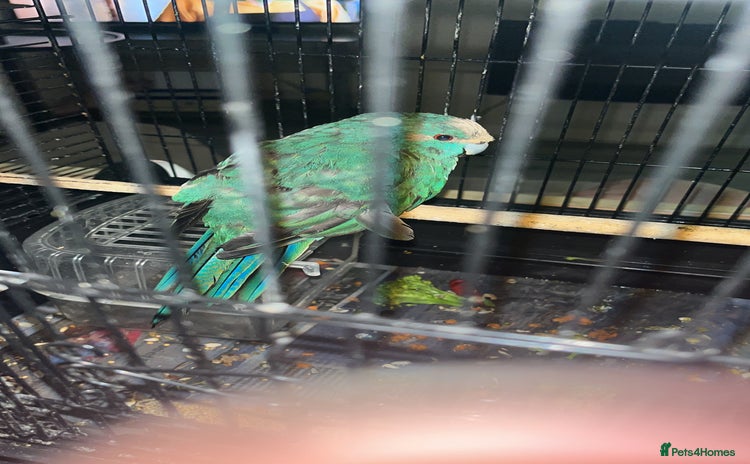 Parakeets birds Kakarika male  - Advert 2