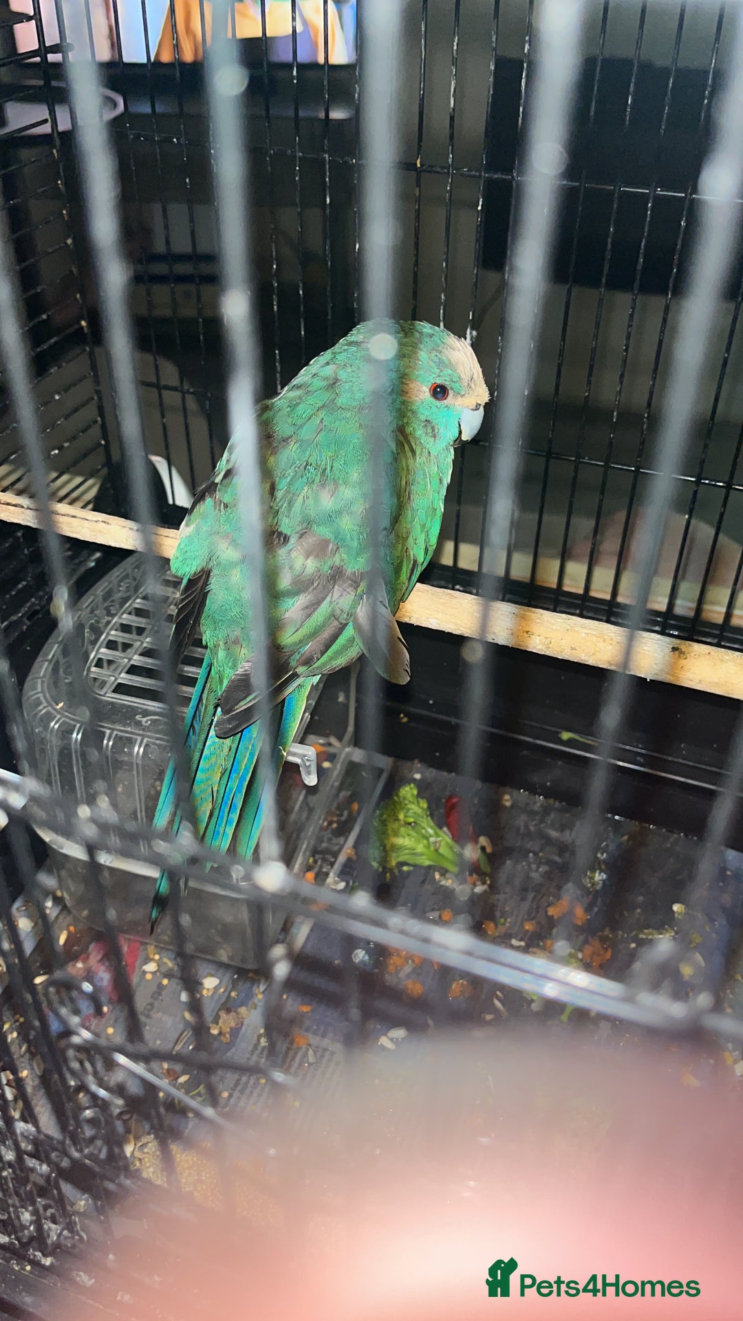 Parakeets birds for sale: Kakarika male  - Advert 1