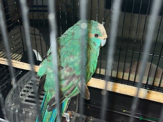 Parakeets birds Kakarika male - Advert 4