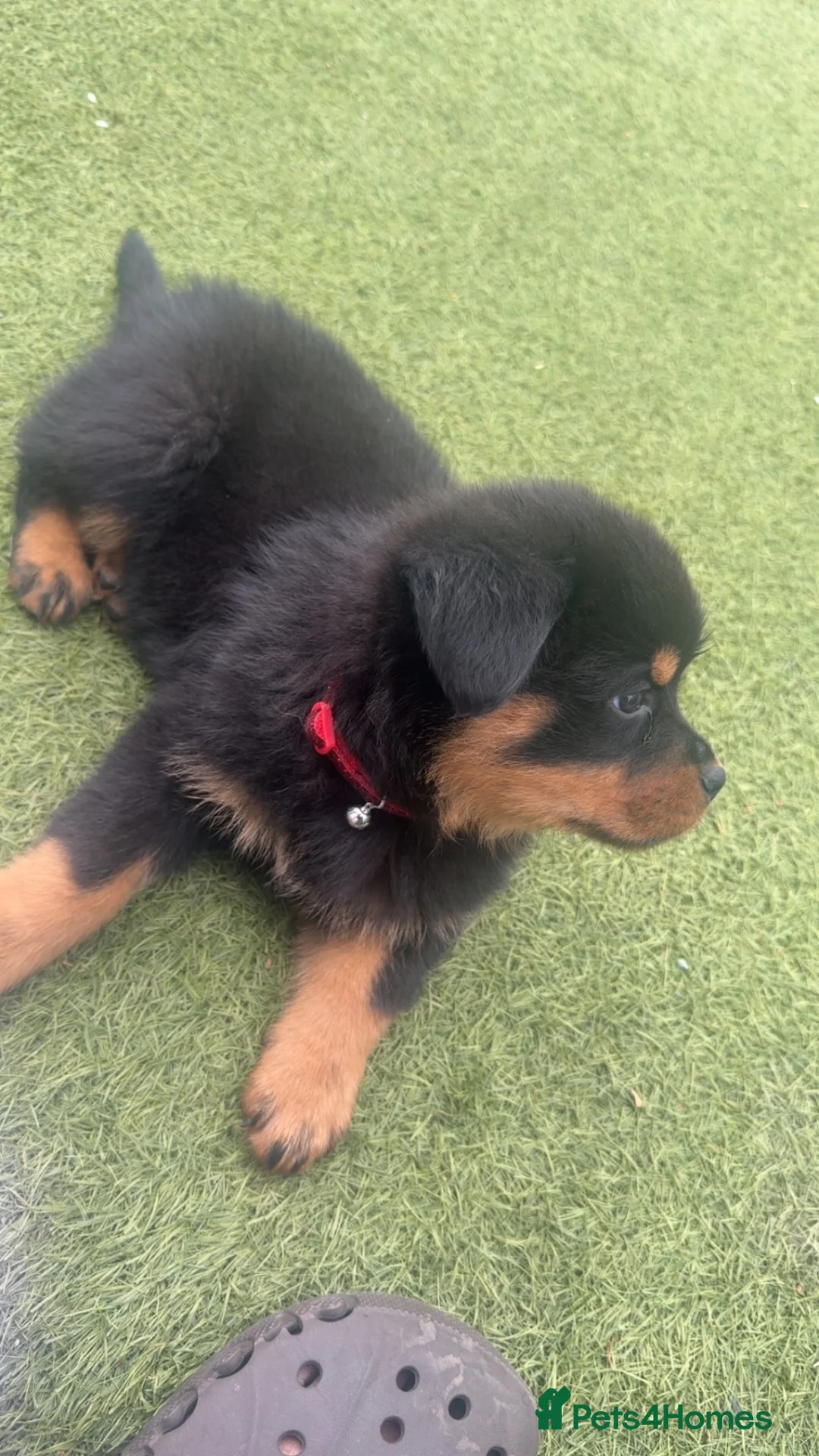 Rottweiler dogs for sale: Rottweiler  - Advert 2