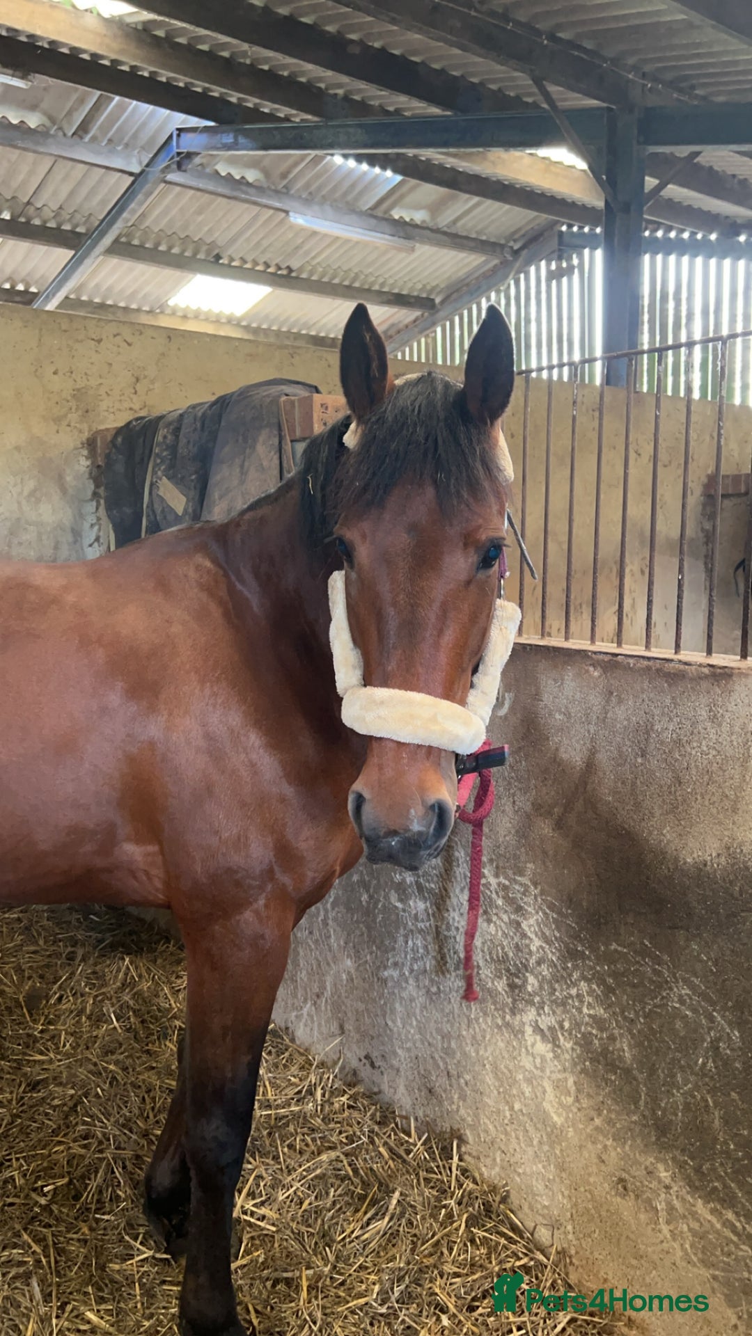 Other Breed horses for sale: Looking for companion home/broodmare - Advert 5