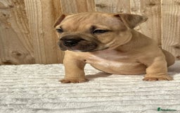 American Bully dogs for sale: Pocket bully puppies *2 females left* - Image 1