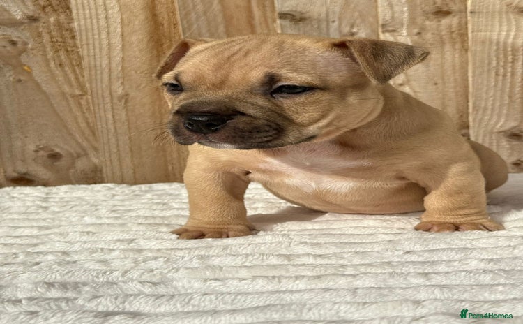 American Bully dogs - Advert 1