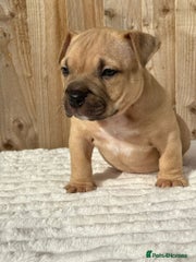 American Bully Puppy 3