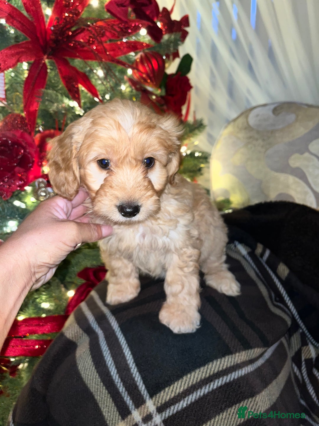 Cockapoo dogs for sale: F1 toy Cockerpoo  - Advert 6