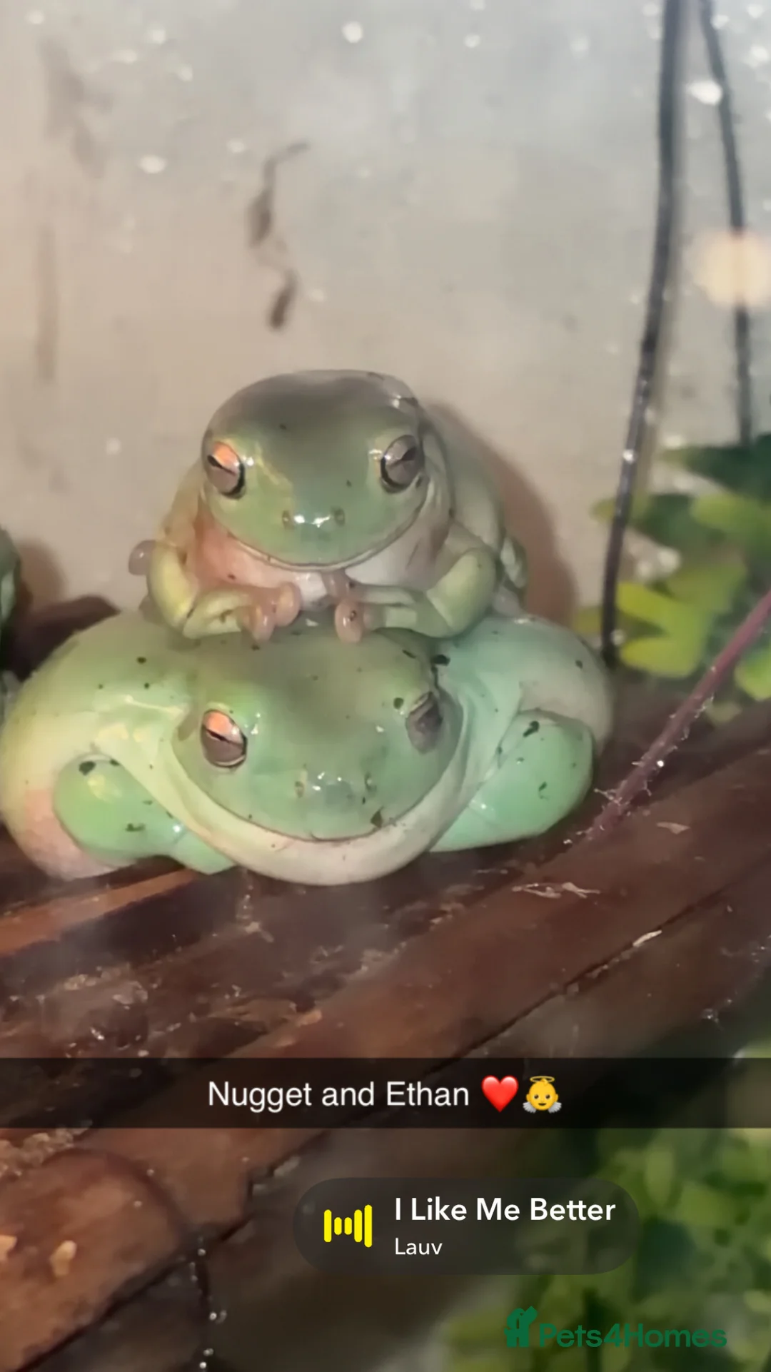 Frog reptiles for sale: Green tree frogs  - Advert 2