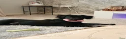 Springador dogs for sale: 8 month old springador Oreo  in Bolton - Advert 18