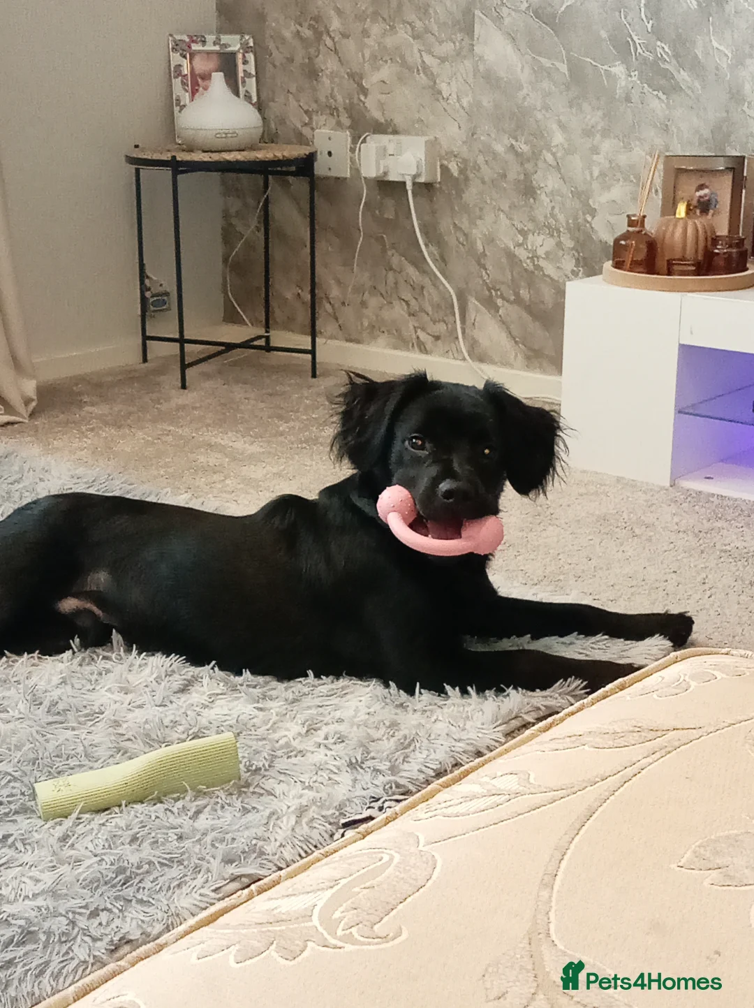 Springador dogs for sale: 8 month old springador Oreo  in Bolton - Advert 18