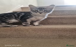 Maine Coon cats for sale: Pure Maine coon👑 - Image 9
