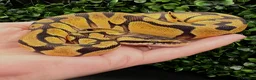 Python Snake reptiles for sale: Juvenile Ball Pythons - Advert 3
