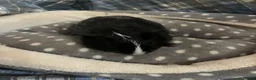 Guinea Pig rodents for sale: Lots of lovely baby boy guinea pigs - Advert 6