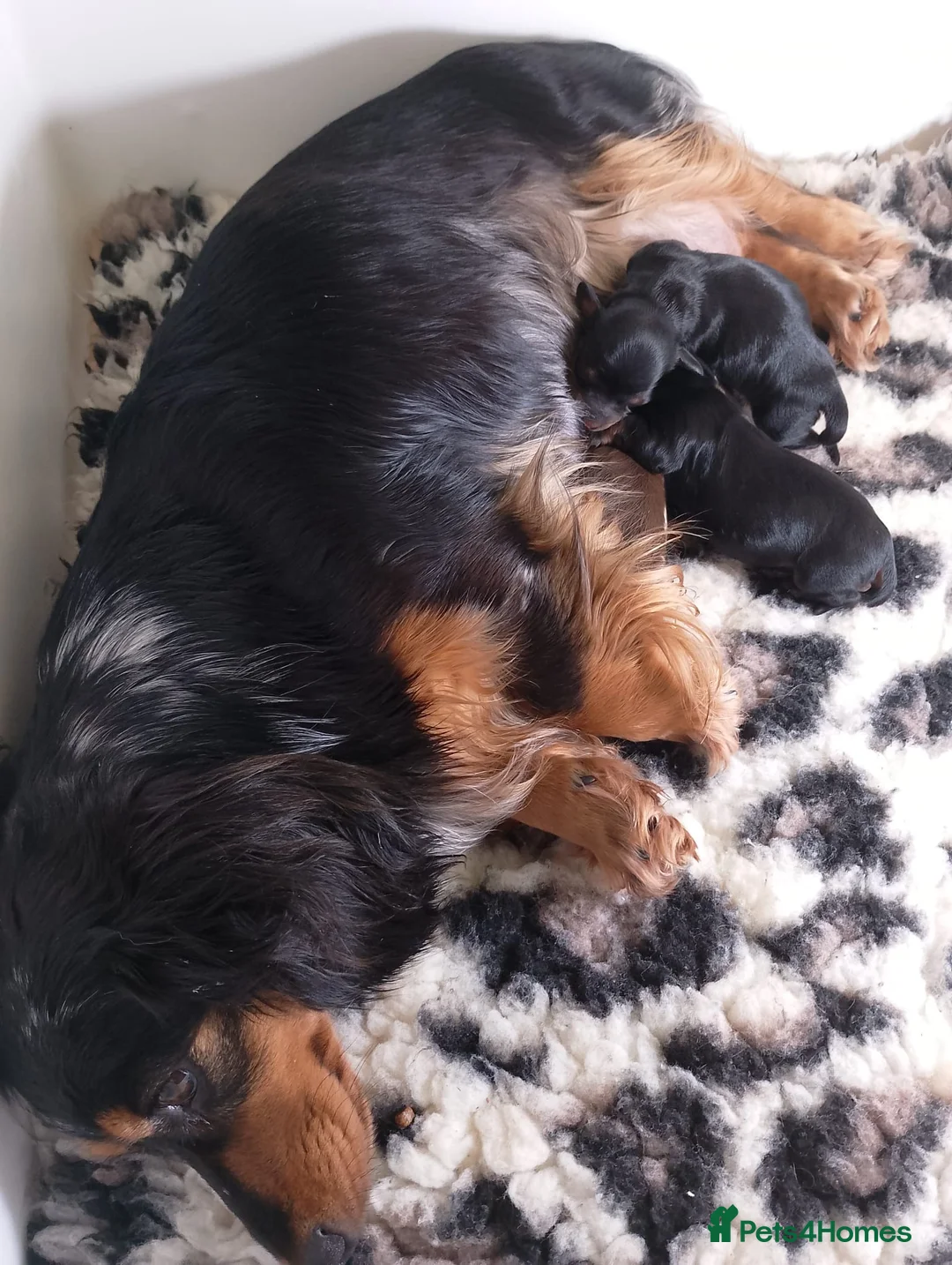 Miniature Dachshund dogs for sale: 🌟Dapple & Black Tan PRA Clear KC reg – June 26🌟 - Advert 2