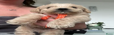 Westiepoo 2