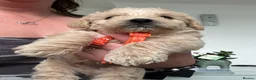 Westiepoo dogs for sale: Beautiful westiepoo puppies  - Advert 11
