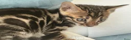 Bengal cats for sale: Adorable Bengal kittens pedigree ready to reserve - Advert 21