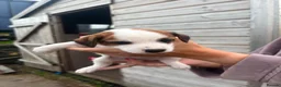 Jack Russell dogs for sale: 3 female Jack Russell puppies ready to go - Advert 4
